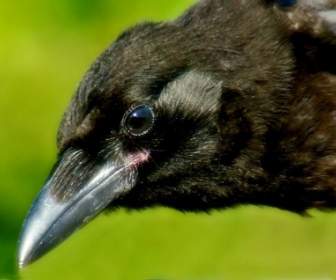 Crow Bird Animal