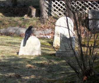 在墓碑上的乌鸦