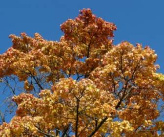 Krone Herbst Färbung