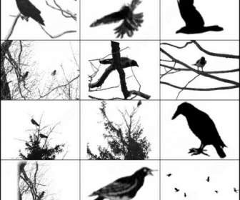 Crows And Ravens Brush