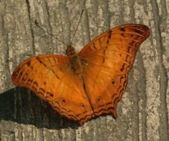 크루저 나비 곤충 날개