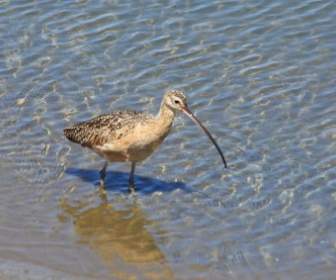 Curlew Wading In The Shallows
