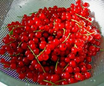 Currants Berries Sour