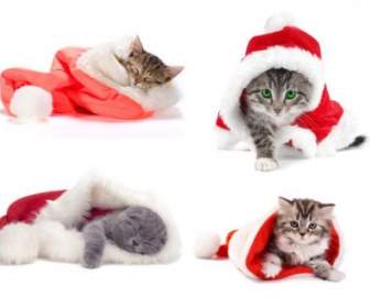 Cute Weihnachten Hüte Und Katzen Hoch Bild