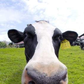 تعبير لطيف الأبقار من الصورة هايديفينيشن