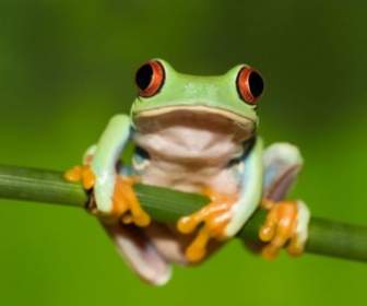 Cute Frog Hd Pictures