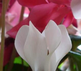 Cyclamen ดอกไม้สีชมพู