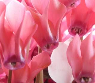 Cyclamen Flower Pink