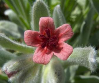 cynoglossum cheirfolium flower bloom