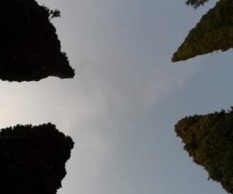 Cypress Tree Treetops