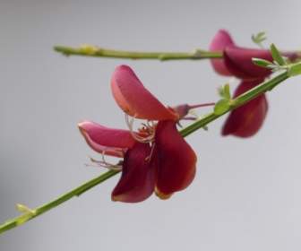 Besenginster Blume Rot
