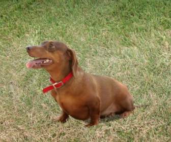 Dachshund Dogs Canines