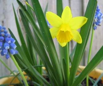 Daffodil And Grape Hyacinth