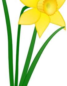 ปะ Daffodil