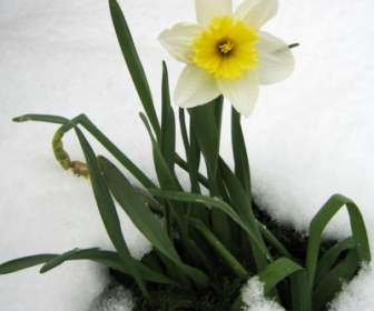 Daffodil Di Salju