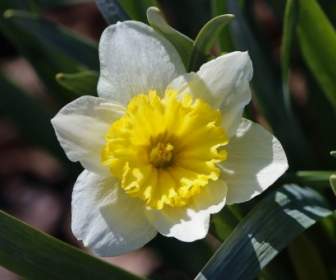 Warna Kuning Muda Dafodil Narcissus