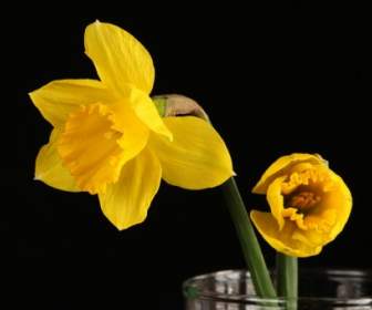 Warna Kuning Muda Dafodil Narcissus