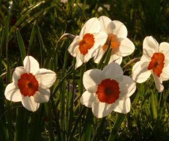 бледно-желтый Нарцисс цветок
