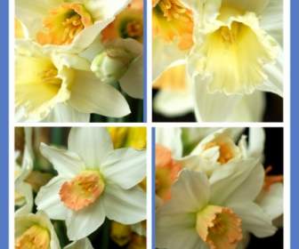 Daffodils Rincian