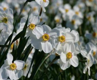 Planta De Flores De Narcisos