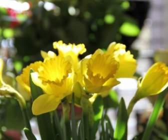 Primavera De Flores De Narcisos