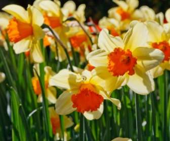 Daffodils Glowing