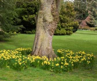 Daffodils In Park