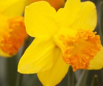 Daffodils Narcissus Amaryllidaceae.