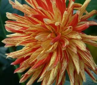 Dahlia Garden Flower Fiery