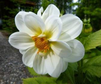 زهرة الداليا البيضاء