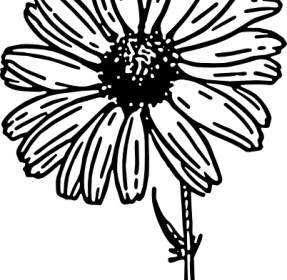 Clipart De Asteraceae