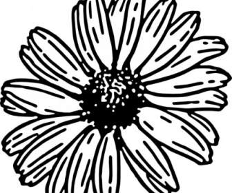 Clipart De Asteraceae