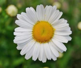 Daisy Daisies Flower