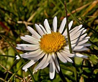 Daisy Flower Grass