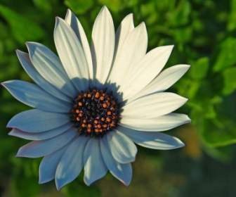 daisy flower nature