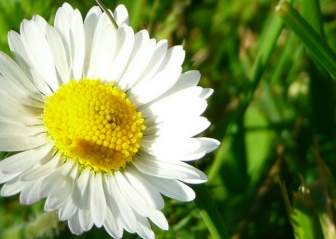 daisy flower white