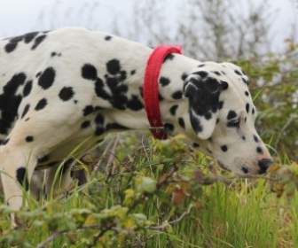 Canine Chien Dalmatien