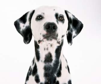 Dalmatiner Wallpaper Hunde Tiere