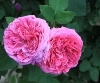 錦緞產大馬士革玫瑰鮮花