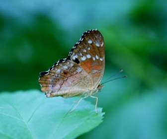 danaus plexippus butterfly butterflies
