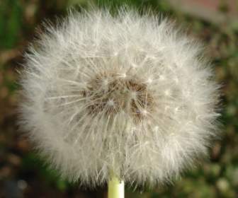 dandelion flower nature