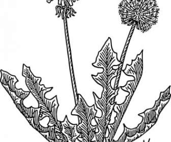 Dandelion Grass Clip Art