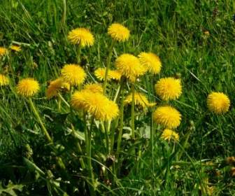 dandelion meadow grass