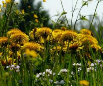 Dandelion Meadow Rumput
