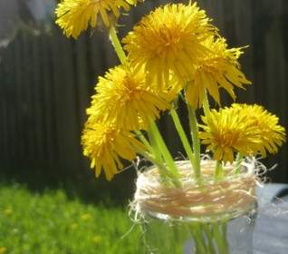 dandelion nature flower