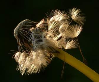 タンポポの種子の花