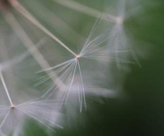 dandelion wind seeds