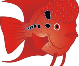 Данс flowerhorn рыбы Картинки