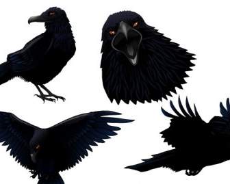 黑暗的 Twitter 的鳥