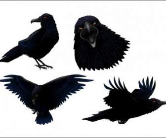 Pájaro De Twitter Oscuro